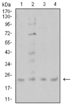 CIRBP Antibody (6E12B3) - BSA Free, Novus Biologicals:Antibodies:Primary